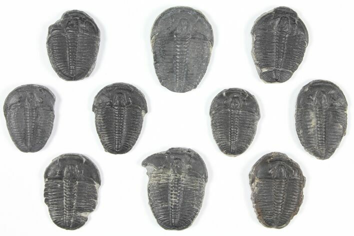 Lot: Elrathia Trilobites - Pieces #92075